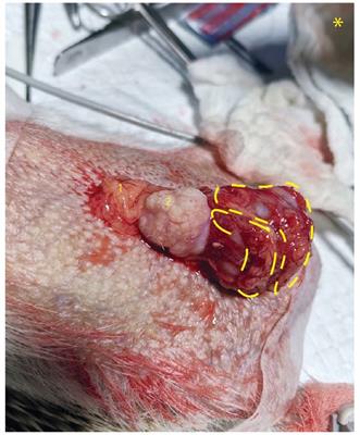 Case report: Abdominal mesothelioma in Atelerix albiventris